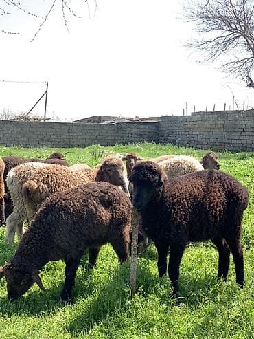 Qoyun sürüsü – ətlik və yunluq istiqamət - Qara və qəhvəyi rənglərdə