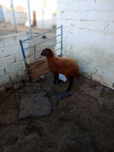 Гуси: Əsil damazdıqa quzu satılır istəyən olsa yazsın video sun atım baxın — 5