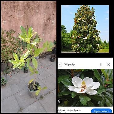 suni bitki: Magnolia — 2