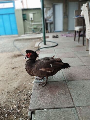 Inəklər, öküzlər: Dişi, | Lal ördək, Damazlıq — 1