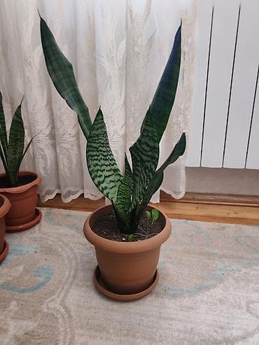Sansevieria (Qayın dili) otaq bitkisi – dekorativ, asan qulluq olunan — 2