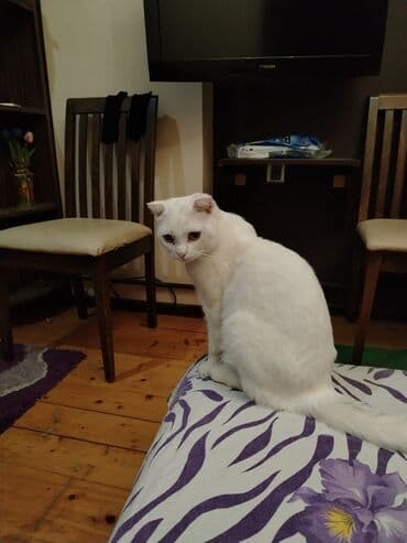 pişik çanta: Şotland yastı qulaq, Yaxşı əllərə — 13