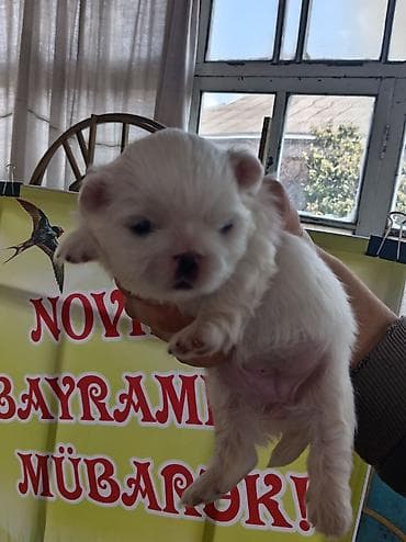 dişi xaski: Pekines, 1 ay, Dişi, Ödənişli çatdırılma — 4