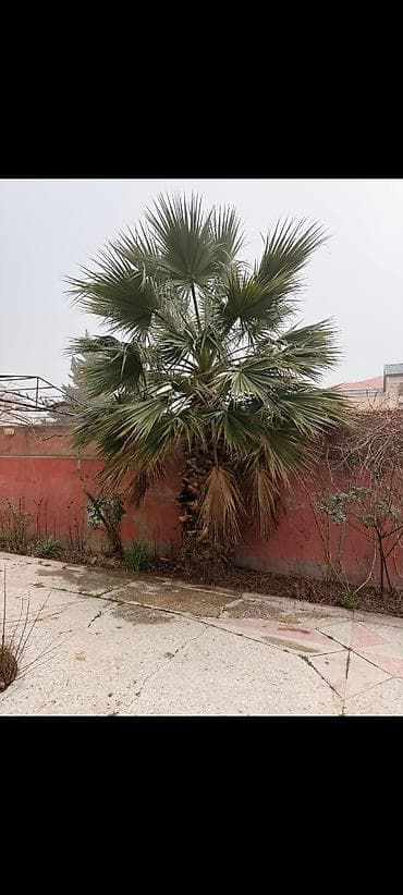 ✅Təcili ENDİRİM edidi: 330 azn. 5-6 metr washingtonia palma agaci