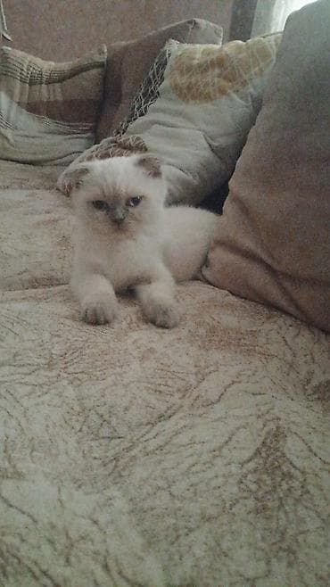 shih tzu stenci: Şotland — 4