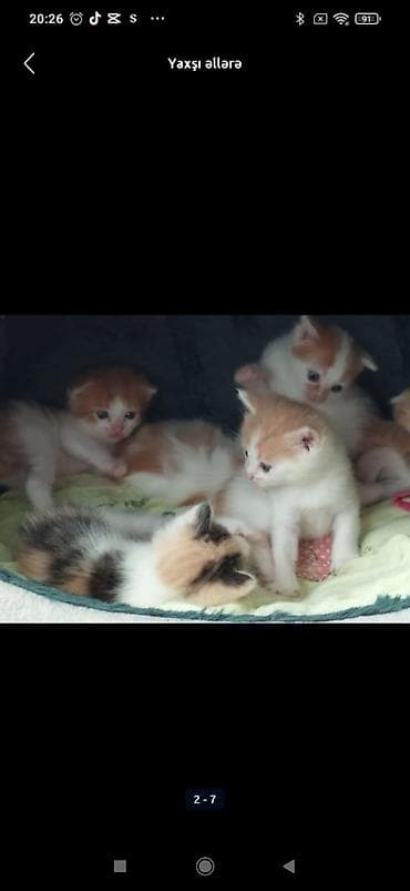 Yaxşı əllərə, Ödənişli çatdırılma