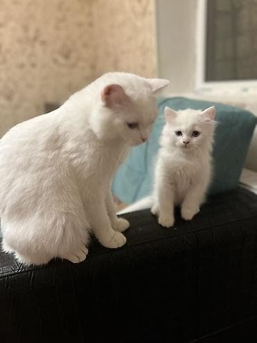 pişik pers: Britan, Erkək, Yaxşı əllərə, Ünvandan götürmə — 2
