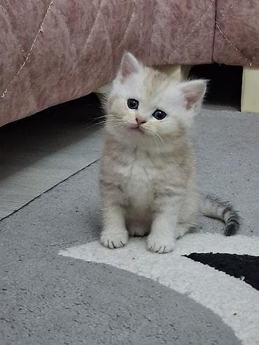 pişim: Britan — 2