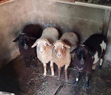 quzu: 4 baş quzu (qoyun) satılır, fərqli rənglərdə. İkisi erkək, ikisi dişi — 1