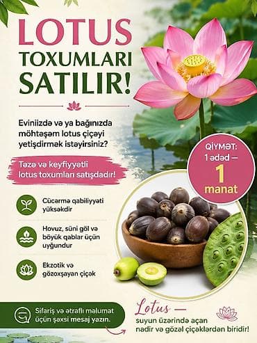 Akvariumlar: Lotos toxumu gətirdiy biri 1 manat, bazara gətirə bilərəm — 1