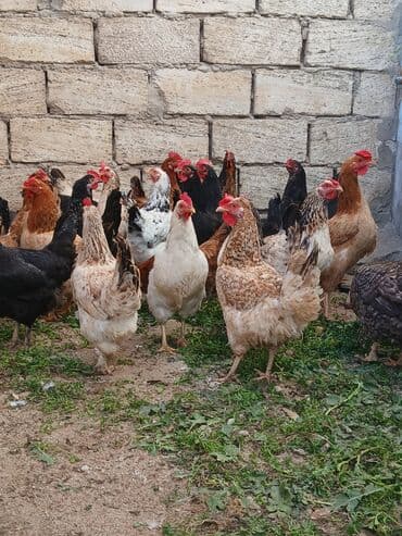 Toyuq, Damazlıq, Ödənişli çatdırılma lalafo.az -da Toyuq, Damazlıq, Ödənişli çatdırılma