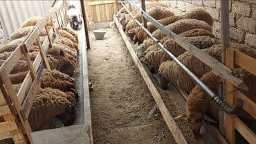 Diri çəkiləri 33_38 kq aralığındadır. təmiz ət 19 azn-lə 10ədəd