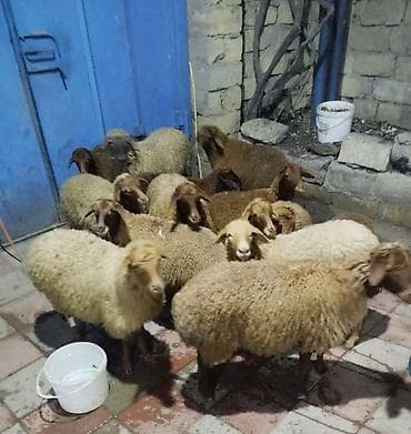 qusar heyvan satışı: 13 dene quzu satılır biri erkekdi qalanı dişi, qiyməti 215 manat kom — 2