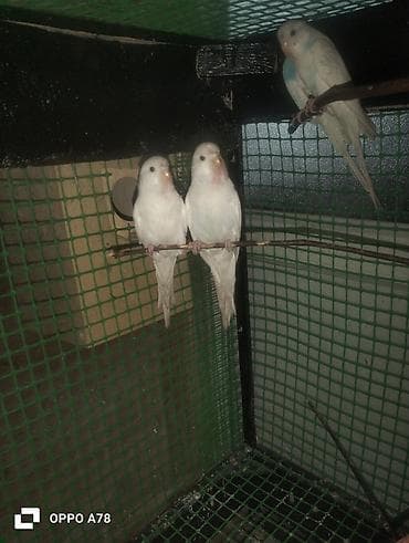 qus damı: Ag balalar 15m 1 ed sari 6 7 aylig 20m erazi Zabrat Her birşey — 1