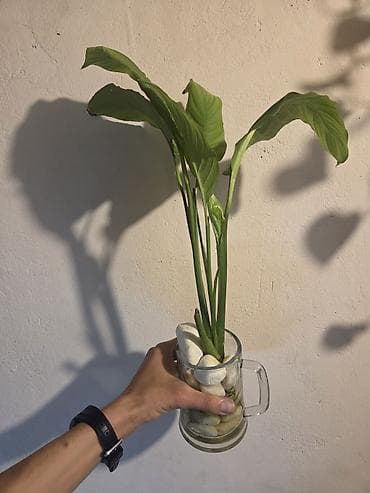 diffenbaxiya bitkisi: Aloe vera dekorativ otaq bitkisi – saksıda - Növ: Aloe vera — 4