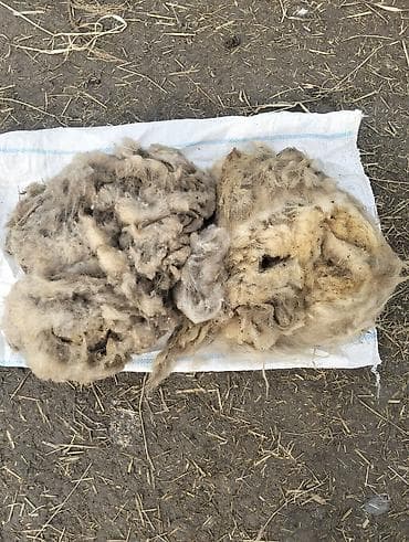 inter tekstil sumqayit: Yüksək keyfiyyətli, yuyulmamış qoyun yunu, müxtəlif sənaye və — 2
