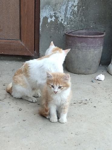 heyvan: Yaxşı əllərə — 3