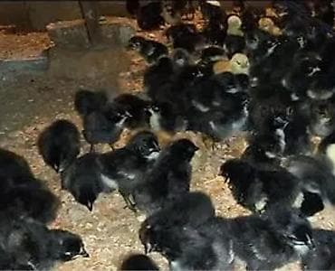 heyrati cuce: Toyuq cücələri, Ətlik — 1