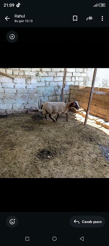 Keçilər, çəpişlər: Damazlıqa əbrəş satılır istəyən olsa yazsın 2 qarın doğub istəyən olsa — 3