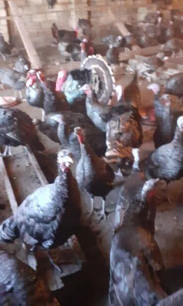 Cücələr: Erkək, Damazlıq — 2