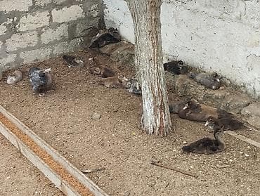 qus iran: Satılır: Muskovi (indoutka) ördəkləri – damazlıq ana ördəklər və — 3