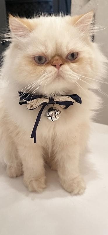 pişik cüt: Fars, Erkək, Cütləşmə üçün — 1