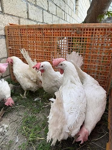 pom pom toyuqu: Toyuq, Yumurtalıq — 3