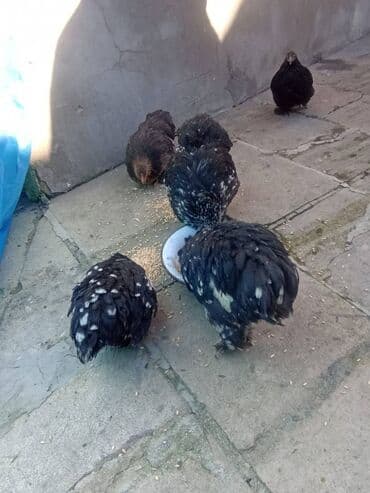 toyuq colpa: Karlik koxin toyuqlari — 2