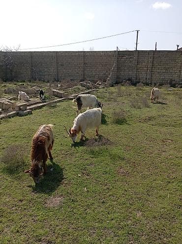 Собаки: Qoyun-keçi sürüsü - Növ: Keçi (qarışıq rəng və cinslər) - Tərkib: Bir — 5