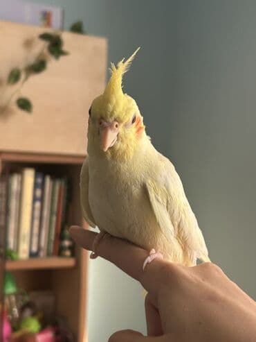 Göyərçinlər: Növ: Kakadu nimfa (Cockatiel) – sarı/lutino rəng Xüsusiyyətlər: - — 2