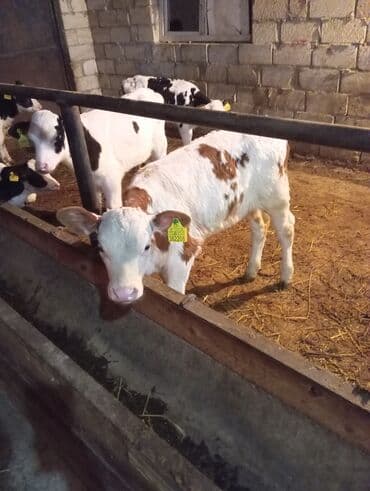 eşşək şəkili: Satış: Dana və buzovlar Təsvir: - Şəkillərdə müxtəlif yaş və rəngdə — 3