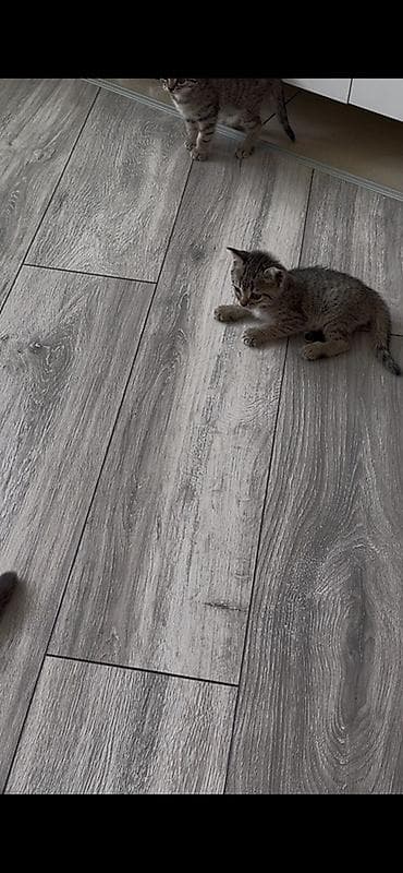 at sekilleri: Yaxşı əllərə — 3