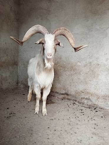 Pişiklər: Erkək, il: 1, Damazlıq — 1