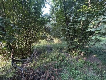 xacmazda findiq bagi satilir: Kənd təsərrüfatı — 21