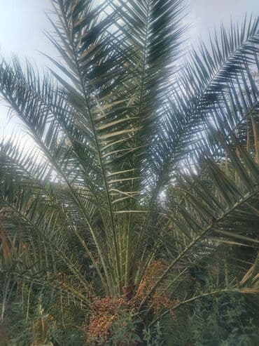 evkalipt ağacı satilir: Ağaclar — 6