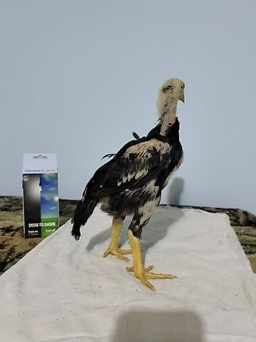 gəncə toyuq satan: Toyuq cücələri, Damazlıq — 3