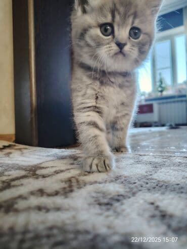 şotland pisik: Şotland — 9