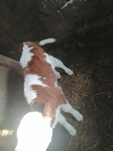 it tap az: Süd istiqamətli buzov - Cins: qırmızı-ağ rəngli, alnı və qarınaltı — 3