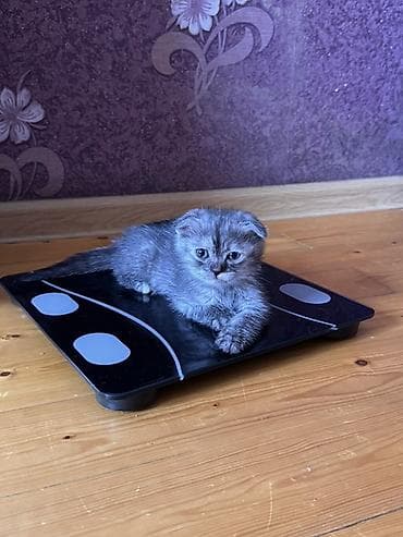 pişiy adları: Şotland, Dişi, Erkək, Yaxşı əllərə, Ödənişli çatdırılma — 1