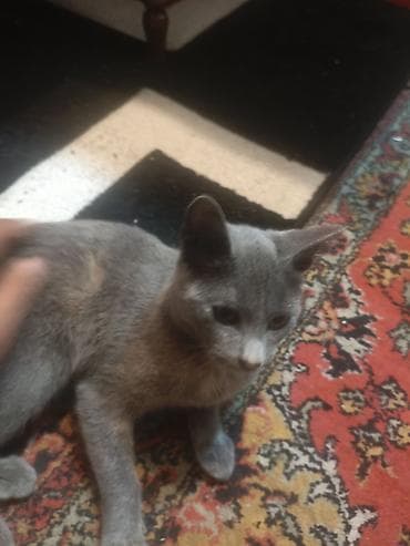 fars pişik: Boz rəngli ev pişiyi - Tük rəngi: vahid boz (açıq-boz çalarlarla) — 2