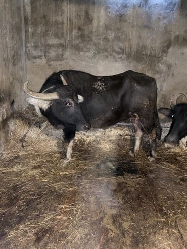 cins ineklerin satisi 2019: 2 ana camiş 2 erkey bala balalar 4 ayliqdi camişdar her biri 6 litr — 1