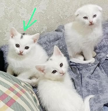 cins buzovlar: Məhsul: Pişik balaları Təsvir: - Şirin pişik balaları müxtəlif rəng — 2