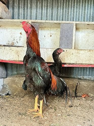 kənd toyuq: Aseel tipli xoruz papuqay dımdıq - Cins: Aseel (uzunboyun, enli döş — 3