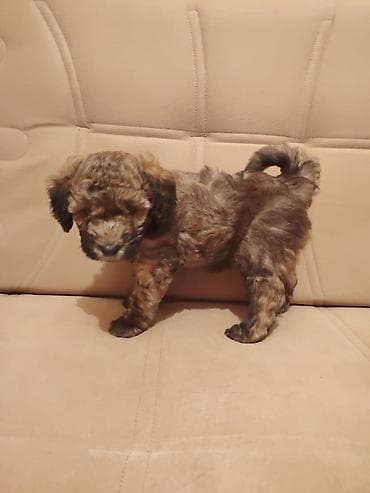 Quşlar: Pudel, 2 ay, Erkek, Ünvandan götürmə — 1