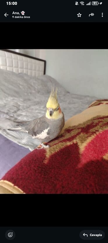 купить клетку для морской свинки: 9 aylıq korella təcili satılır erkekdir 9 ayliqdir qəfesi SU qabı yem — 3