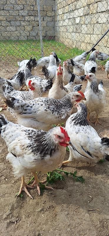 kend toyugu: Məhsul: Yerli toyuqlar (yumurta-ət tipi) Təsvir: - Ağ əsas rəngli — 1