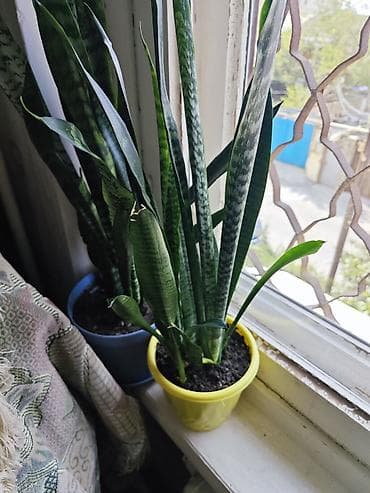 Sansevieria (Qaynanadili) otaq bitkisi - Növlər: Sansevieria
