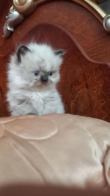 bengal pisik satilir: Erkək — 3