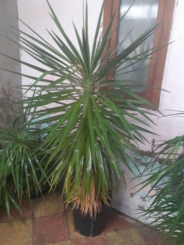 zor maşın şəkilləri: Ağaclar — 1