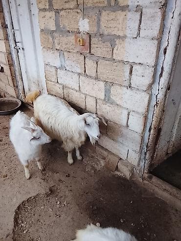 Atlar: Məhsul: Ağ rəngli keçilər (qrupla) Təsvir: 7 ədədi dişi 1 ədədi ərkəy — 8